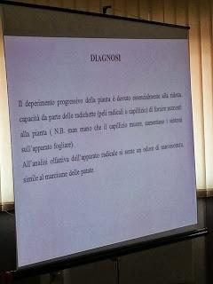 Deperimento progressivo dell’olivo in Puglia Prof. Salvatore Frisullo Dipartimento di Scienze Agrarie, degli alimenti e dell’ambiente Università degli studi di Foggia