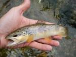 Pesca a mosca in Ossola. L’eccelso, il sommo e il novizio.