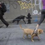 Bansky, l'artista che a New York realizzerà ogni notte un graffito02