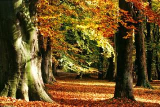 E' AUTUNNO .... A GRANBOSCO