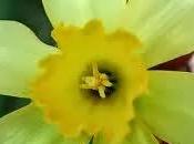 Narciso