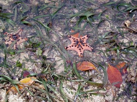 Viaggi in Indonesia: le stelle marine