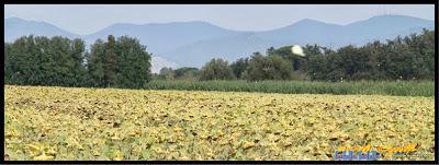 farfalle, volteggiar di farfalle