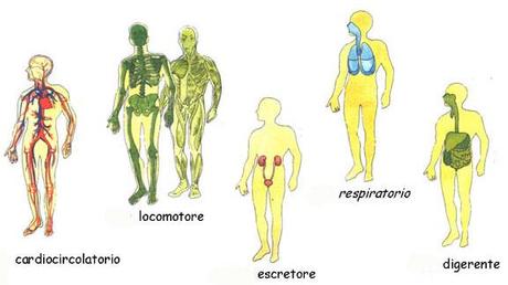 Le parole dell'anatomia