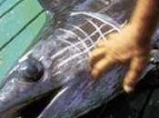 Sanzioni commercio illecito prodotti ittici Terrasini