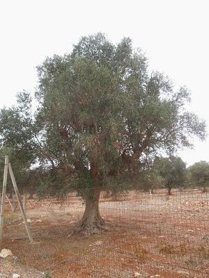 Osservazioni fatte sulla SS 101 Lecce Gallipoli e in agro di Copertino a oliveti interessati da seccume il giorno 6 ottobre 2013 dalle ore 15.00 alle ore 17.00 dai Dottori Agronomi Antonio Bruno e Vincenzo Mello