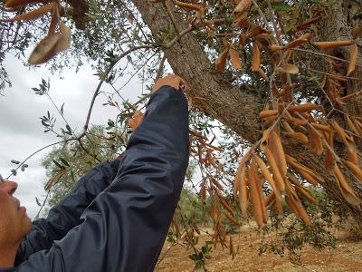 Osservazioni fatte sulla SS 101 Lecce Gallipoli e in agro di Copertino a oliveti interessati da seccume il giorno 6 ottobre 2013 dalle ore 15.00 alle ore 17.00 dai Dottori Agronomi Antonio Bruno e Vincenzo Mello