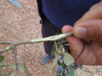 Osservazioni fatte sulla SS 101 Lecce Gallipoli e in agro di Copertino a oliveti interessati da seccume il giorno 6 ottobre 2013 dalle ore 15.00 alle ore 17.00 dai Dottori Agronomi Antonio Bruno e Vincenzo Mello