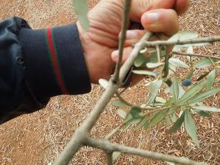 Osservazioni fatte sulla SS 101 Lecce Gallipoli e in agro di Copertino a oliveti interessati da seccume il giorno 6 ottobre 2013 dalle ore 15.00 alle ore 17.00 dai Dottori Agronomi Antonio Bruno e Vincenzo Mello