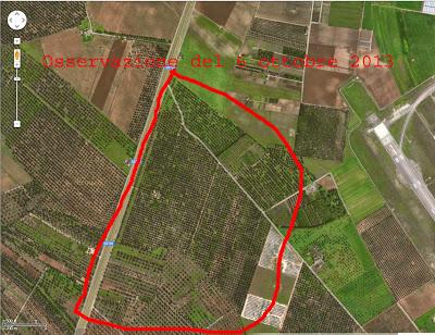 Osservazioni fatte sulla SS 101 Lecce Gallipoli e in agro di Copertino a oliveti interessati da seccume il giorno 6 ottobre 2013 dalle ore 15.00 alle ore 17.00 dai Dottori Agronomi Antonio Bruno e Vincenzo Mello