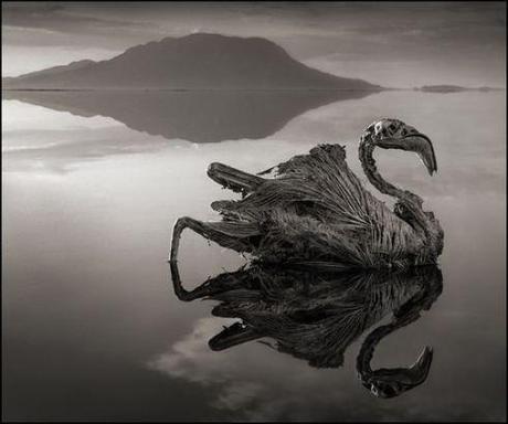Fenicottero pietrificato sulle acque del lago Natron. Credits: Nick Brandt