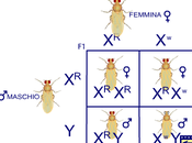 Caratteri genetici legati cromosoma