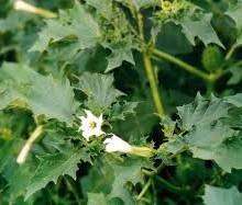 Pianzano di Godega Sant'Urbano Bevono stramonio durante una festa