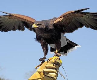 Unisciti alla protesta animalista per boicottare gli spettacoli di falconeria a Caltanissetta e San Cataldo