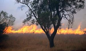 Incendio boschivo