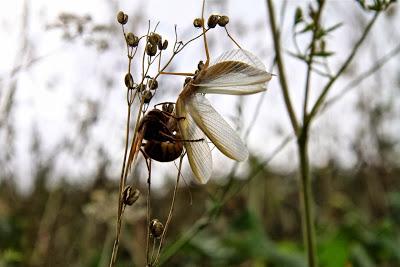 il calabrone e la farfalla