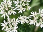 Coriandolo digestione :come funziona perché.