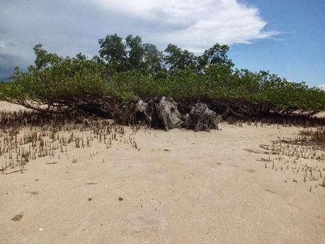 Viaggi in Indonesia: cartoline dall'isola di Banana