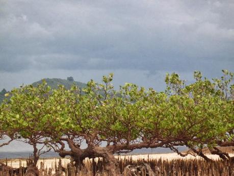 Viaggi in Indonesia: cartoline dall'isola di Banana