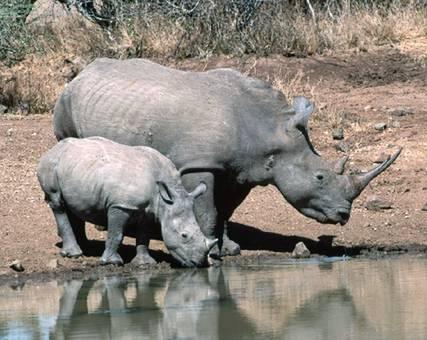 Rinoceronte_bianco