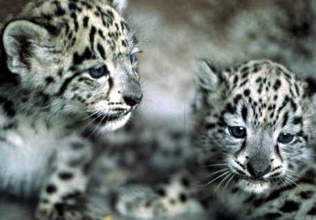 http://www.fantascienza.com/blog/esseasterisco/wp-content/uploads/2008/06/snow-leopard.jpg