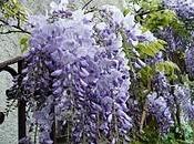 Wisteria sinensis_ glicine