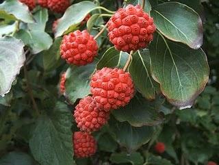 Cornus kousa var. chinensis