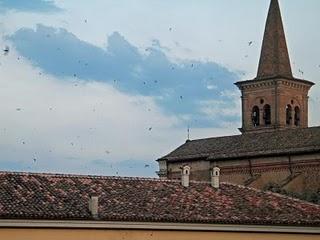 Dove sono le rondini questa primavera