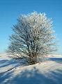 Immagine dell'albero. Inverno