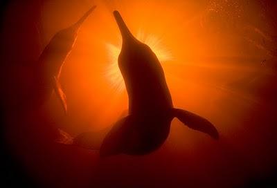 delfini rio delle amazzoni