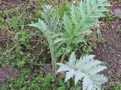 Cosa coltivare nell’orto, come carciofo