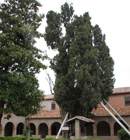 Alberi monumentali, il cipresso di San Francesco a Villa  Verucchio, Rimini