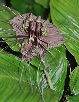 Tacca chantrieri