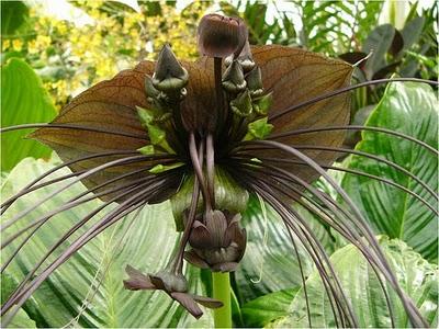 Tacca chantrieri