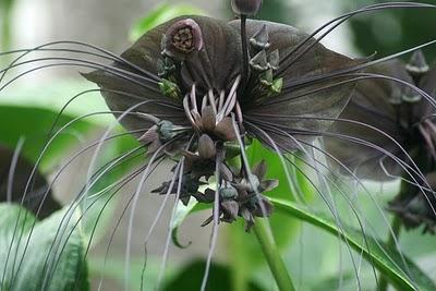 Tacca chantrieri