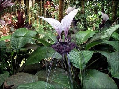 Tacca chantrieri