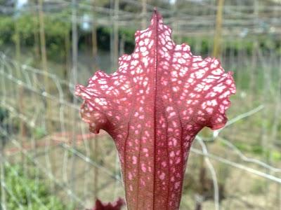 Sarracenia Juthatip Soper