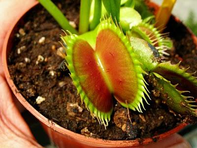 Dionaea Typical x cup trap