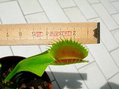 Dionaea Typical x cup trap