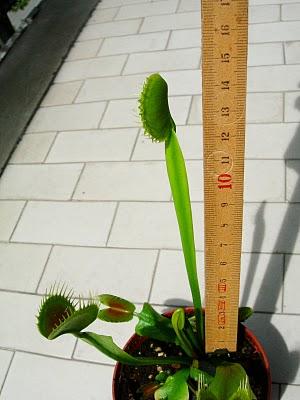 Dionaea Typical x cup trap