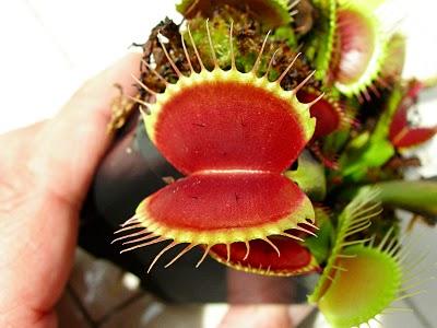 Dionaea Typical x cup trap