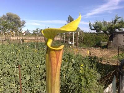 Sarracenia Flava Red Tube