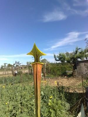 Sarracenia Flava Red Tube