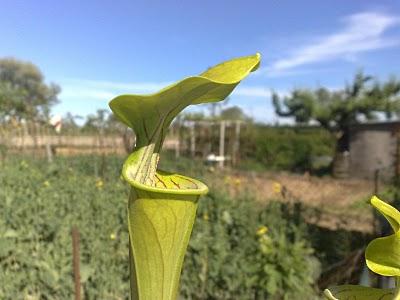 Sarracenia oreophila 