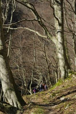 la foresta salva l’uomo