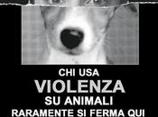 Animali scatola...