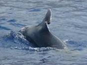 Corsi online cetacei