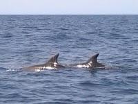 Il boom dell'estate ADR (associazione Aeolian Dolphin Research)