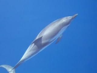 L'Aeolian Dolphin Research vi invita a bordo..in compagnia dei delfini eoliani
