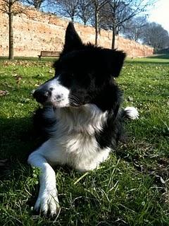 Sud da Leone, Nord da Coglione: storia di un cane italiano